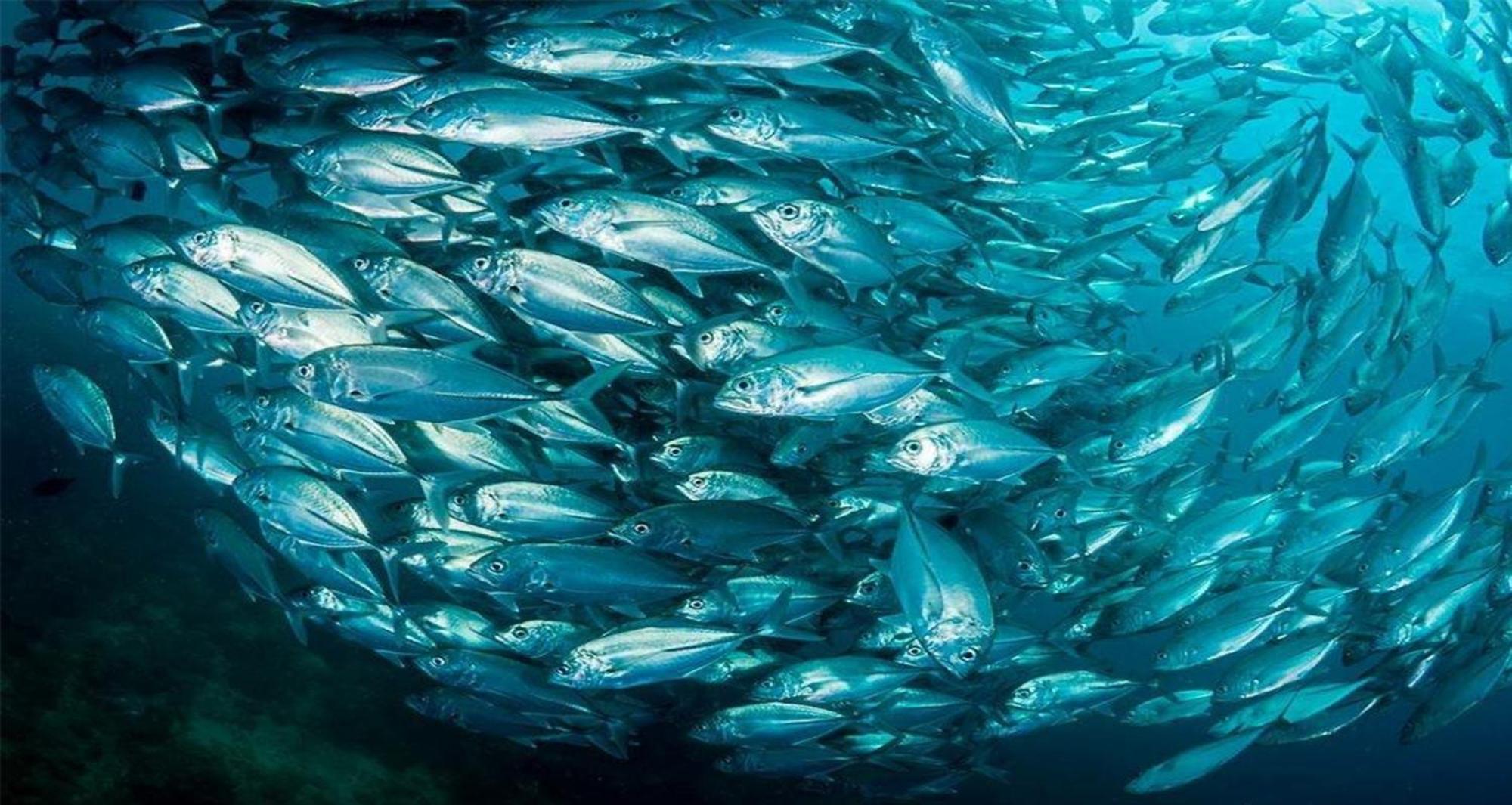 Dive And Trek Resort And Marine Sanctuary Bauan Экстерьер фото